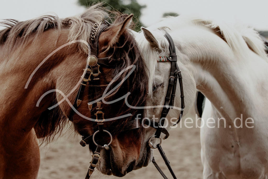 846A0441 | fotosleben - Realized with Pictrs.com