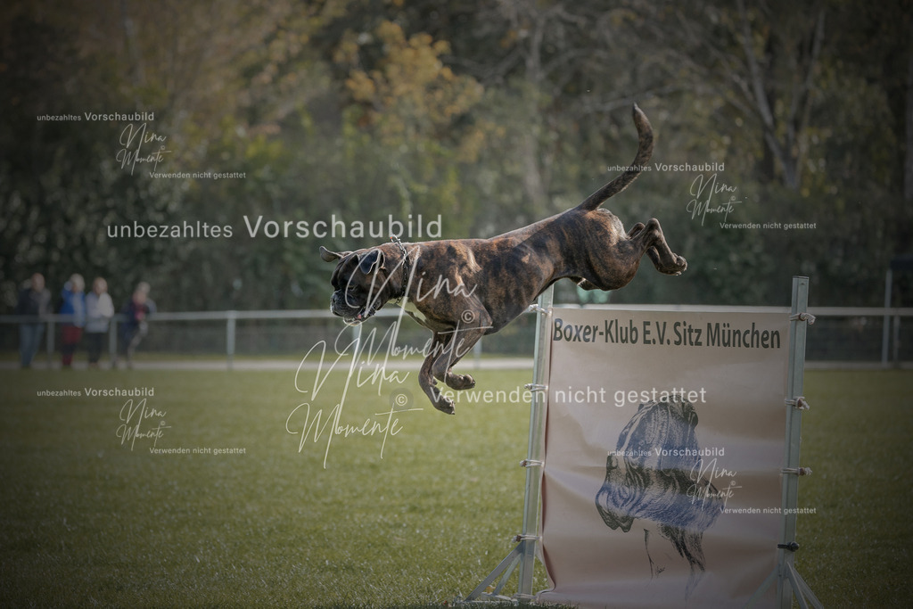 _16A6829-1 | Einzigartige Fotos von Hunden & Menschen –Actionfotos, Portraits, Vereinsaufnahmen & Paarshootings – authentisch, lebendig & mit Herz.