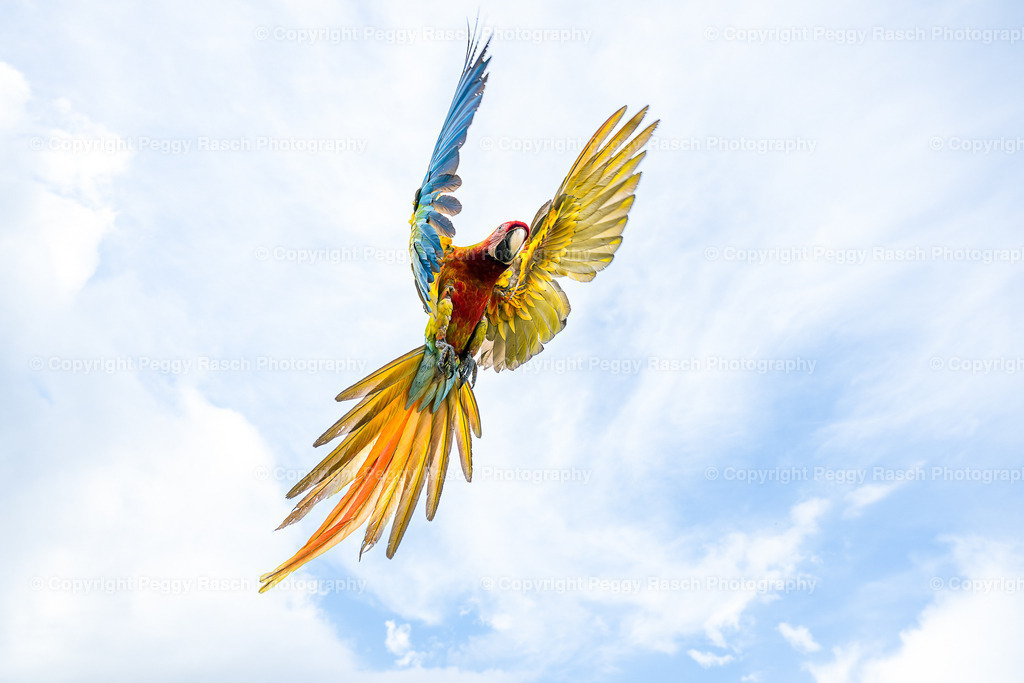 Ara (11) | PeggyRaschPhotography - Realisiert mit Pictrs.com