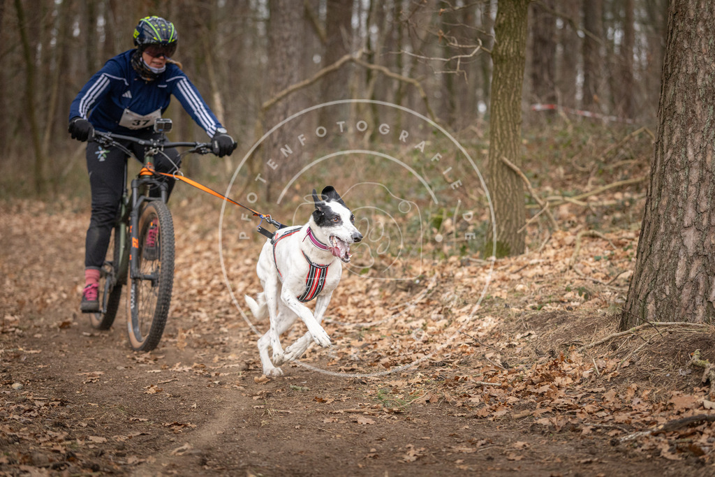 Pfotenfotografie_DV3A0170 | Hundefotografie, Tierfotograf, Pfotenfotografie, Fotoshooting Hund, Hunde Portrait, Hundesport, Hundeportraits, Heideshooting, Hunde, Sportfotograf, Hundefotograf, Turnierhundsport, THS,  - Realisiert mit Pictrs.com