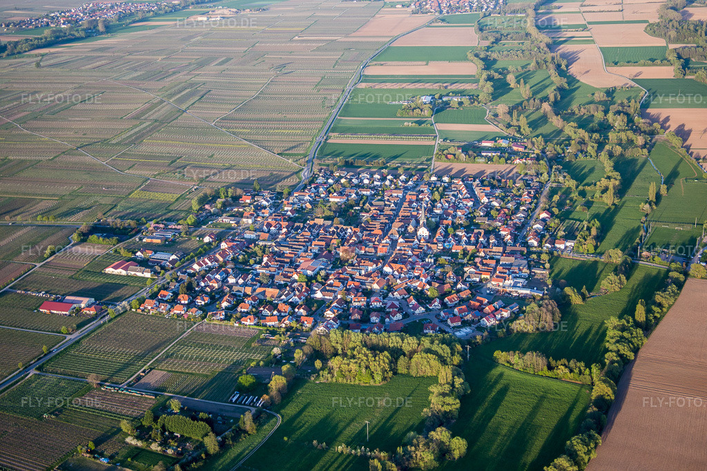 Luftbild: landwirtschaftlichen Feldern und Nutzflächen in Venningen im Bundesland Rheinland-Pfalz in Deutschland. Foto: IMG_077483.jpg vom 21.04.2015 durch Werner Riehm/FLY-FOTO.de