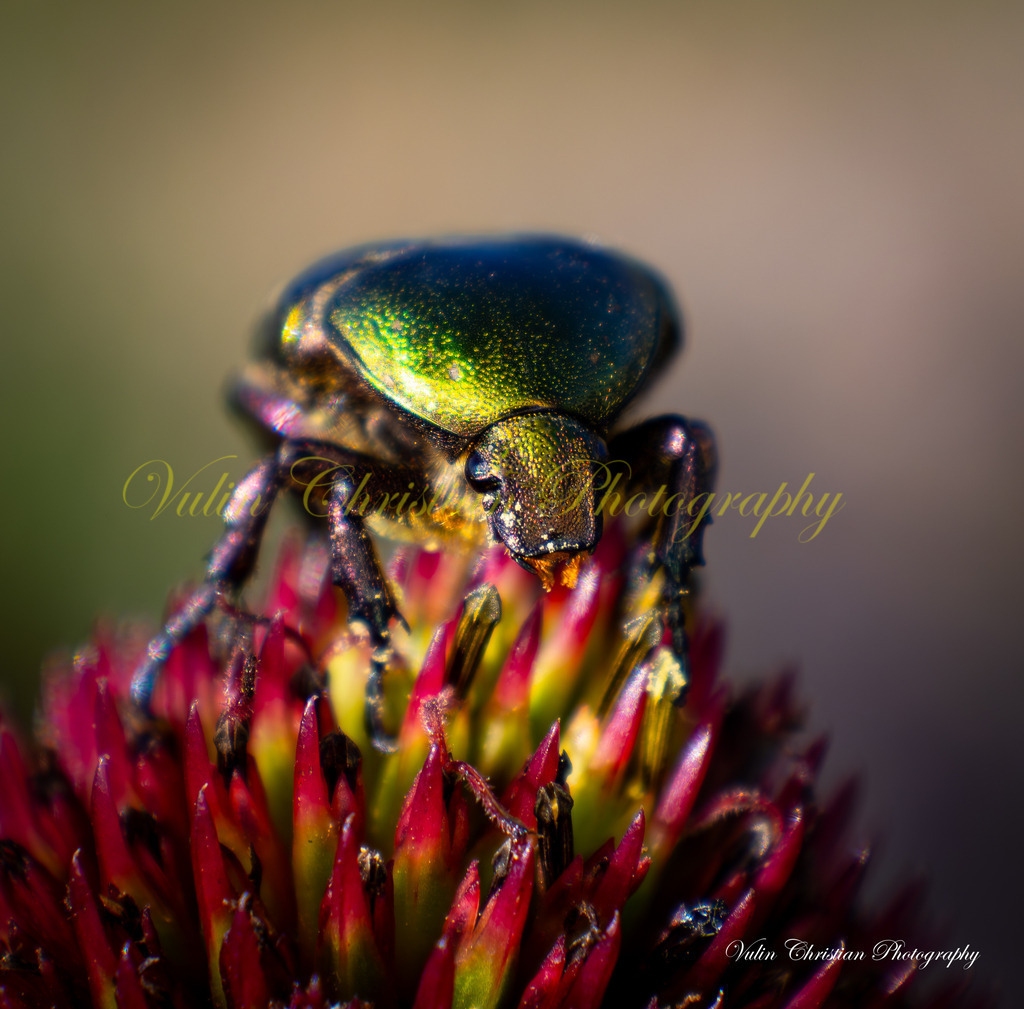 ULMA 24 | Christian Vulin  - Realisiert mit Pictrs.com