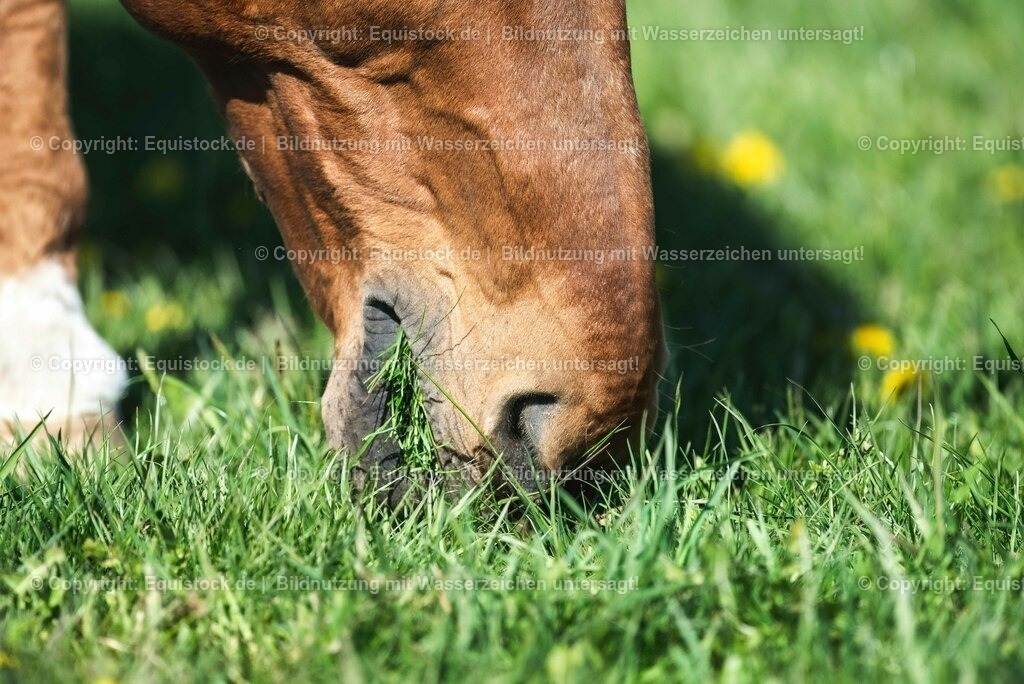 20210426_Pferd-auf-Koppel_0111 | equistock