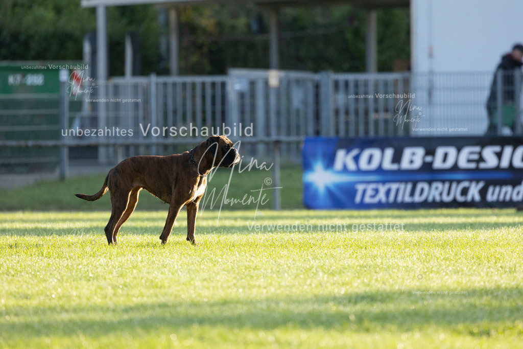_16A5988 | Einzigartige Fotos von Hunden & Menschen –Actionfotos, Portraits, Vereinsaufnahmen & Paarshootings – authentisch, lebendig & mit Herz.
