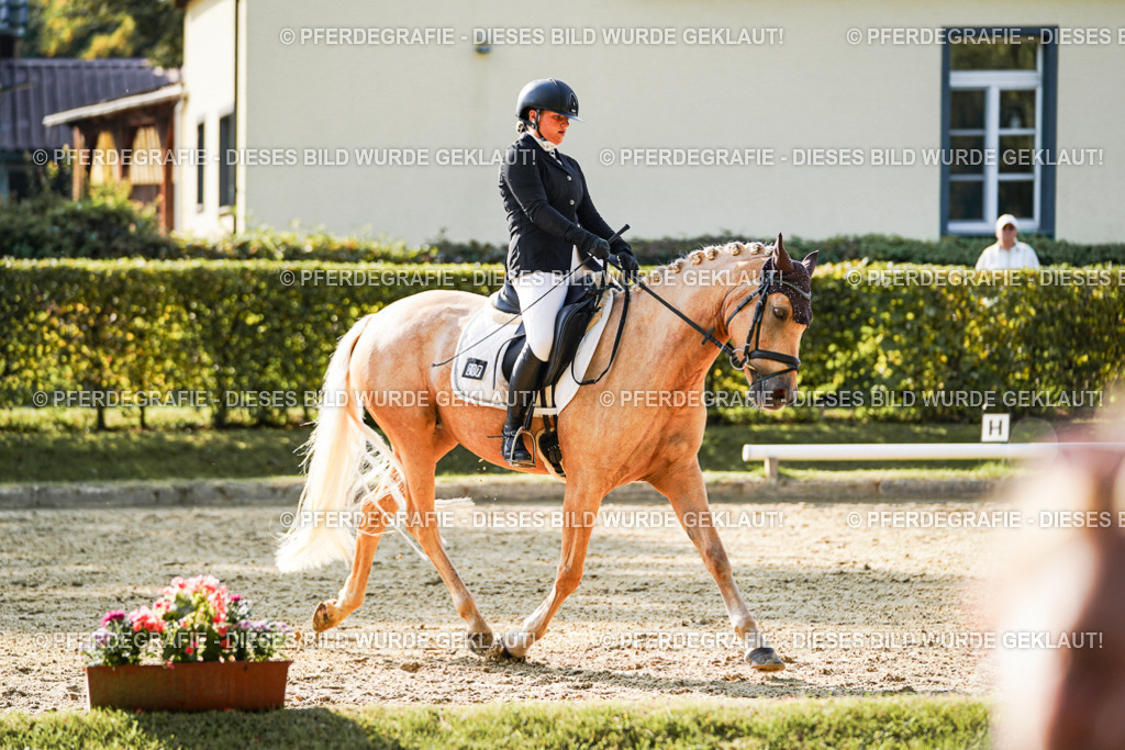 DSC05812 | Pferdegrafie