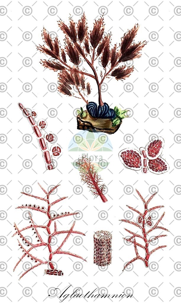 HistAbb_QRW_2_ENZY_Simple | Historische Abbildung von Aglaothamnion - Callithamniaceae (0) | Historical Illustration of Aglaothamnion - Callithamniaceae (0)