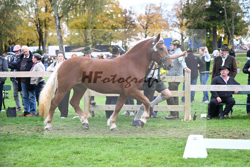 Kat-Nr. 71 Josefine v. Sir_Kramer_41251558 | hf-fotografie - Realizzato con Pictrs.com