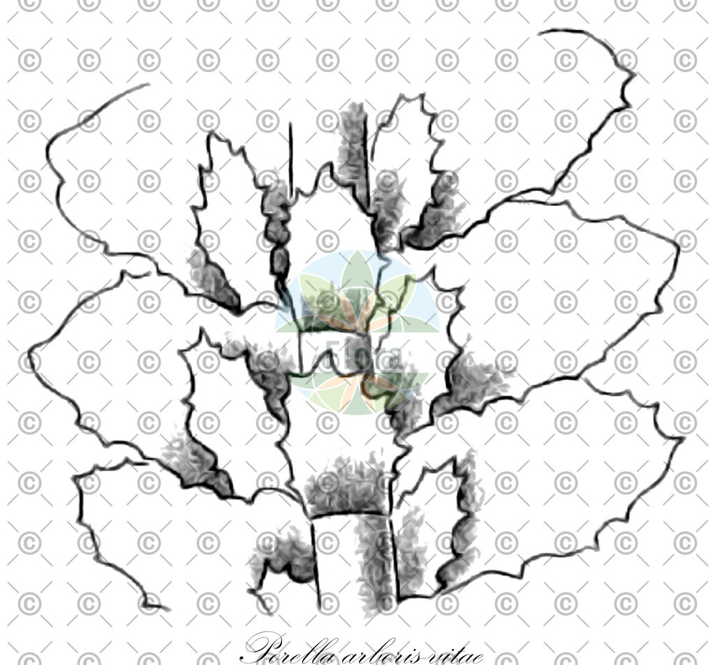 HistAbb_wfo-0001207737_1_ENZY_Simple | Historische Abbildung von Porella arboris-vitae - Porellaceae | Historical Illustration of Porella arboris-vitae - Porellaceae