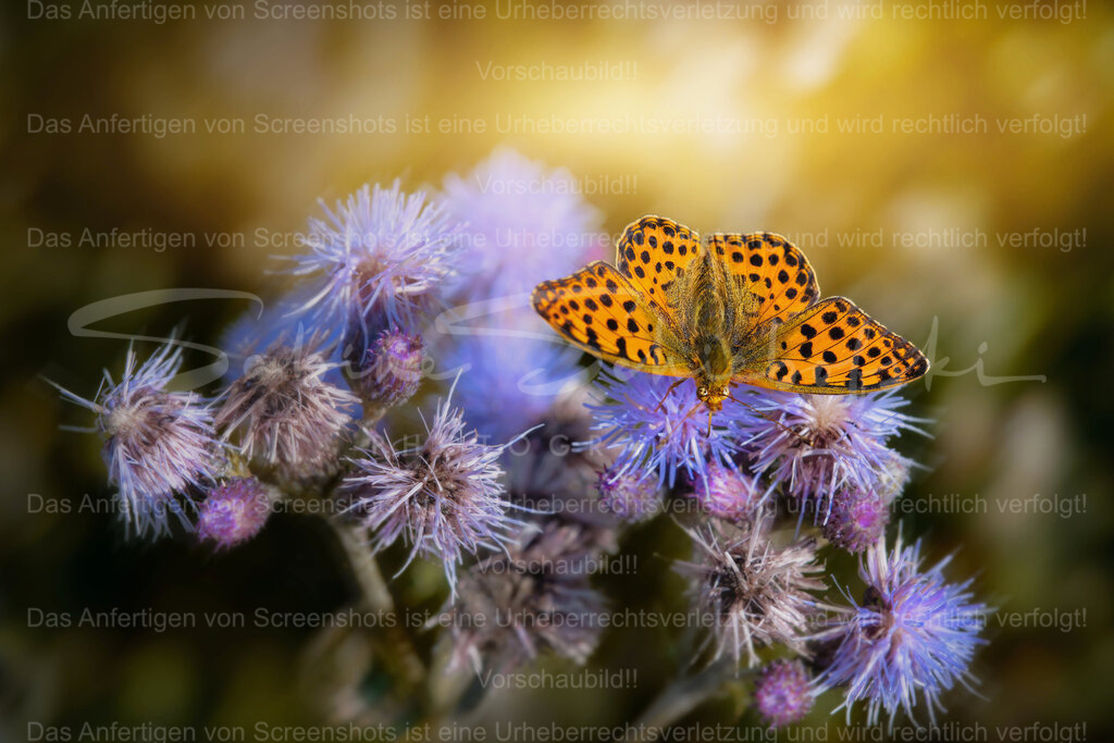 Wandbild Schmetterling | Exklusive Naturfotografie für stilvolle Wanddekoration ★ Premium Wandbilder Made in Germany ✔️ FineArt Drucke & Downloads ✔️ Brillante Farben, höchste Qualität & weltweiter Versand ✔️ - Realisiert mit Pictrs.com