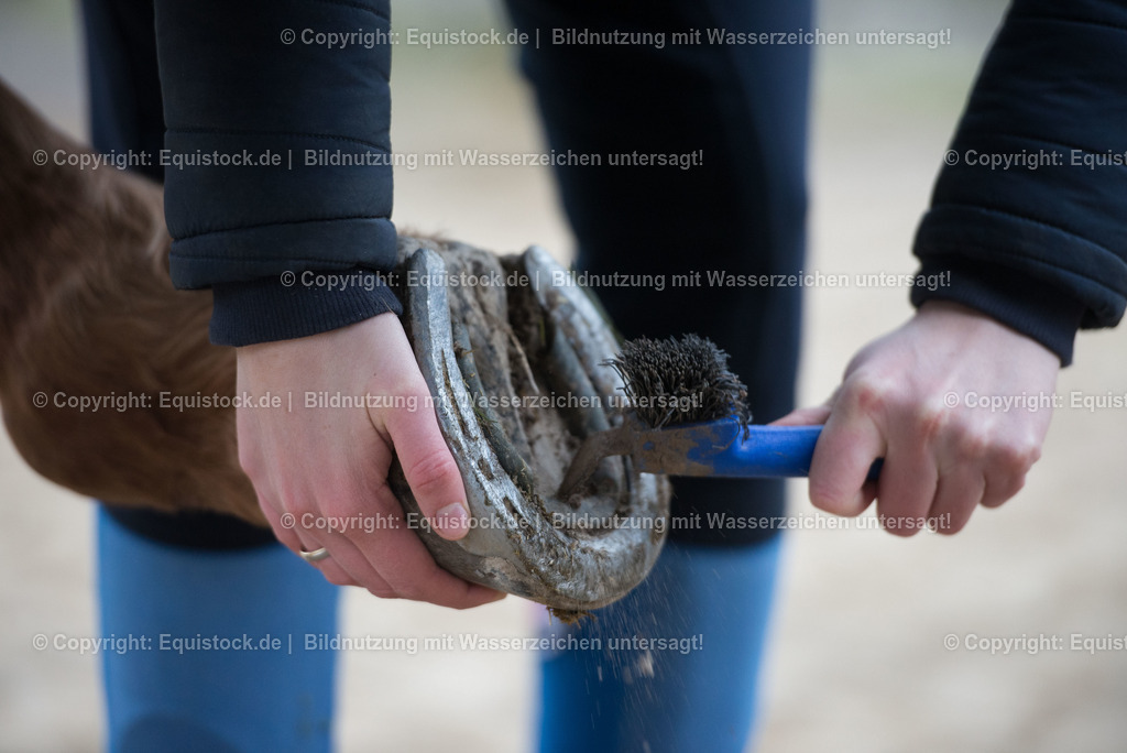 20171206_Huf_Auskratzen_Hartig_0003 | Foto: Thomas Hartig