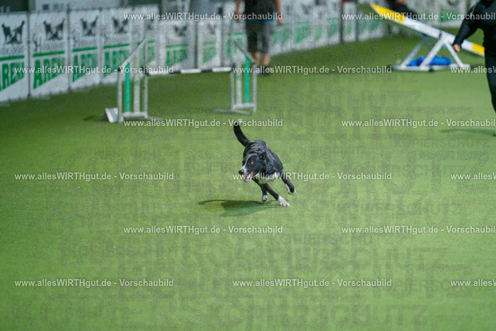 @allesWIRTHgut_Tierfotografie - www.allesWIRTHgut.de - 2604250813-7R505816 | Professionelle Tierfotografie in Mönchengladbach von Daniel Wirth (allesWIRTHgut). Liebevolle & natürliche Bilder von Hunden & Katzen für unvergessliche Erinnerungen.