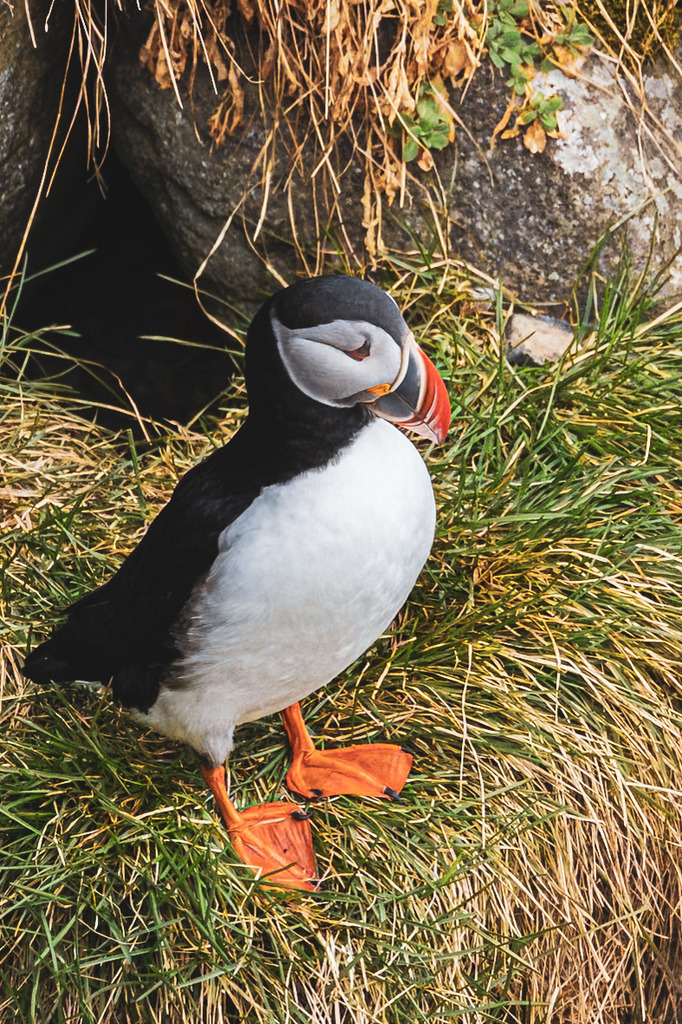 Iceland_Puffin_Portrait | Portrait eines Papageitauchers an einer Klippe im Norden Islands. - Realisiert mit Pictrs.com
