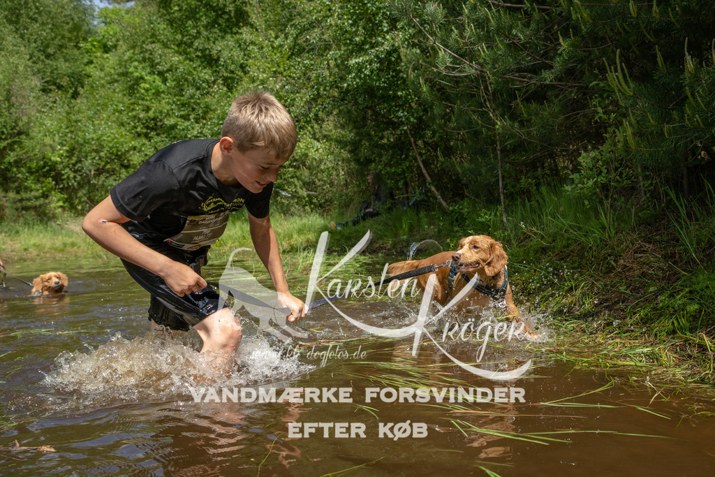 1210DKK992036 | kk-dogfotos