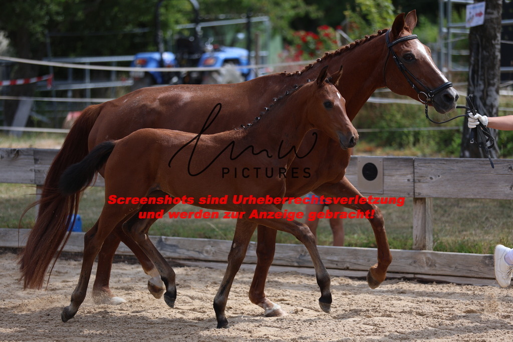 Fohlenschau_Schwäbisch_Hall_dressurbetonte_Fohlen_KN 6_9 | lmwpictures - Realisiert mit Pictrs.com