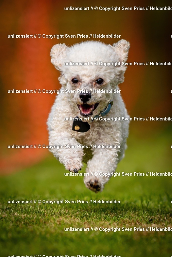 Sven Pries | 2024-09-22 - Hunderennen Baden-BadenPudelverein - Realisiert mit Pictrs.com