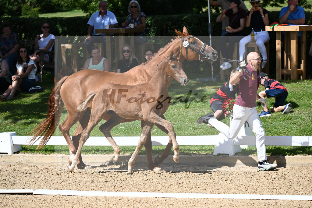 Kat-Nr. 18 HF DSP Va Bene x Florencio I_Lechl__27230281 | hf-fotografie - Realisiert mit Pictrs.com