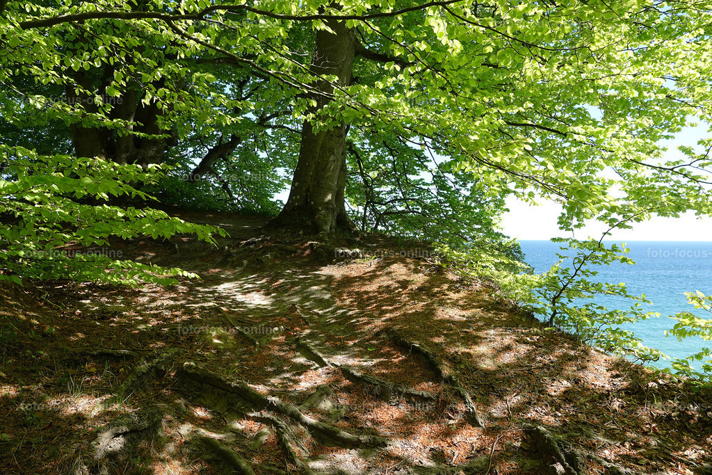 May forest on the coast | Landscape photography, spectacular waves, Atlantic Ocean, Baltic Sea