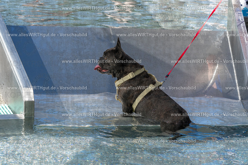 Hundeschwimmen_Volksbad_2026-allesWIRTHgut_Tierfotografie-2609061312-FAY06684 | Professionelle Tierfotografie in Mönchengladbach von Daniel Wirth (allesWIRTHgut). Liebevolle & natürliche Bilder von Hunden & Katzen für unvergessliche Erinnerungen.