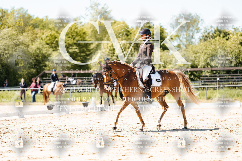 CK905505 | Turnierfotografie Pferdefotografie Trier Rheinland-Pfalz Pferdesport Reitsport Tierfotografie Sportfotografie Pferdevideo Pferdevideografie Equestrianvideography equestrianphotography  - Realisiert mit Pictrs.com