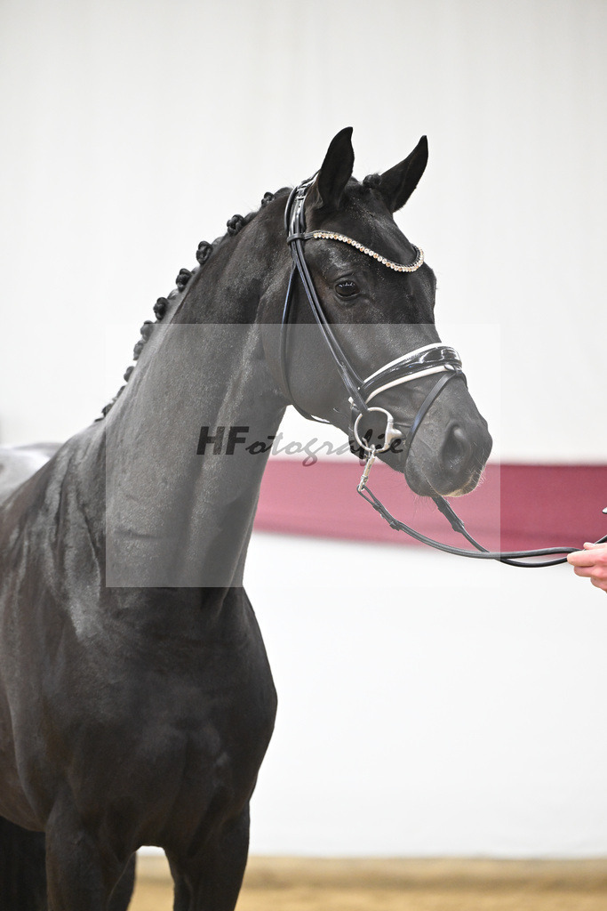 Kat-Nr. 56 Fair Deal x Fuerst Heinrich_Wilhelm u. Marvin Klausing GbR_47252089 | hf-fotografie - Realisiert mit Pictrs.com