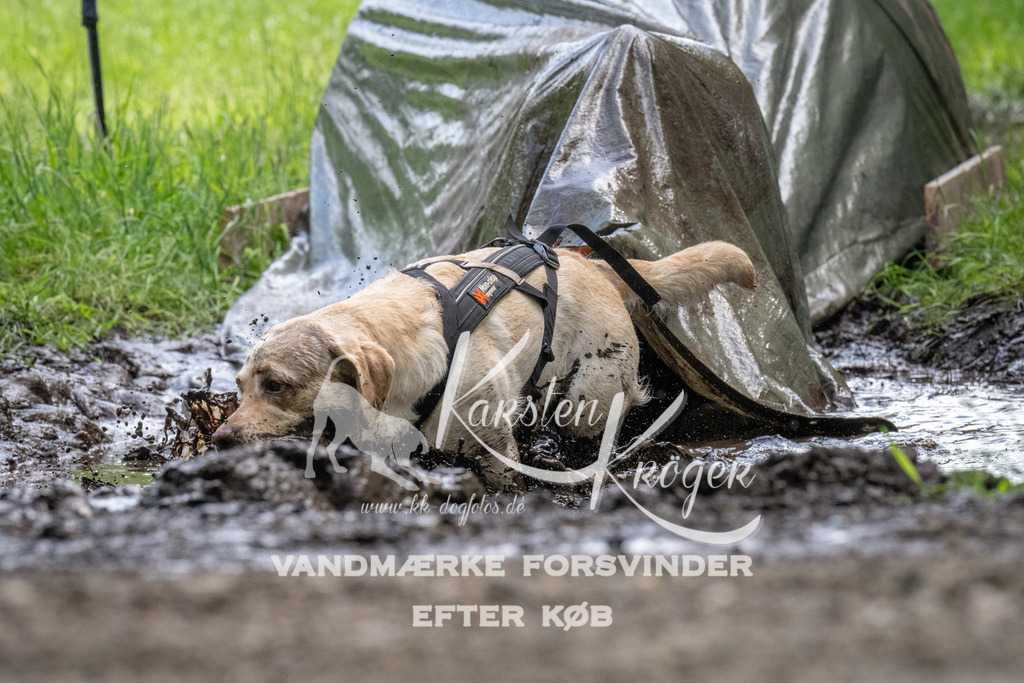 1145_ZZ94440 | kk-dogfotos