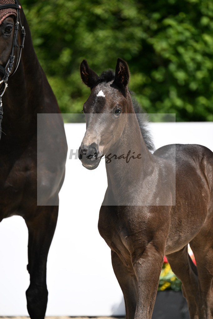 Lindenberg x Florenz_HF_Gaessler_13250985 | hf-fotografie - Realizzato con Pictrs.com
