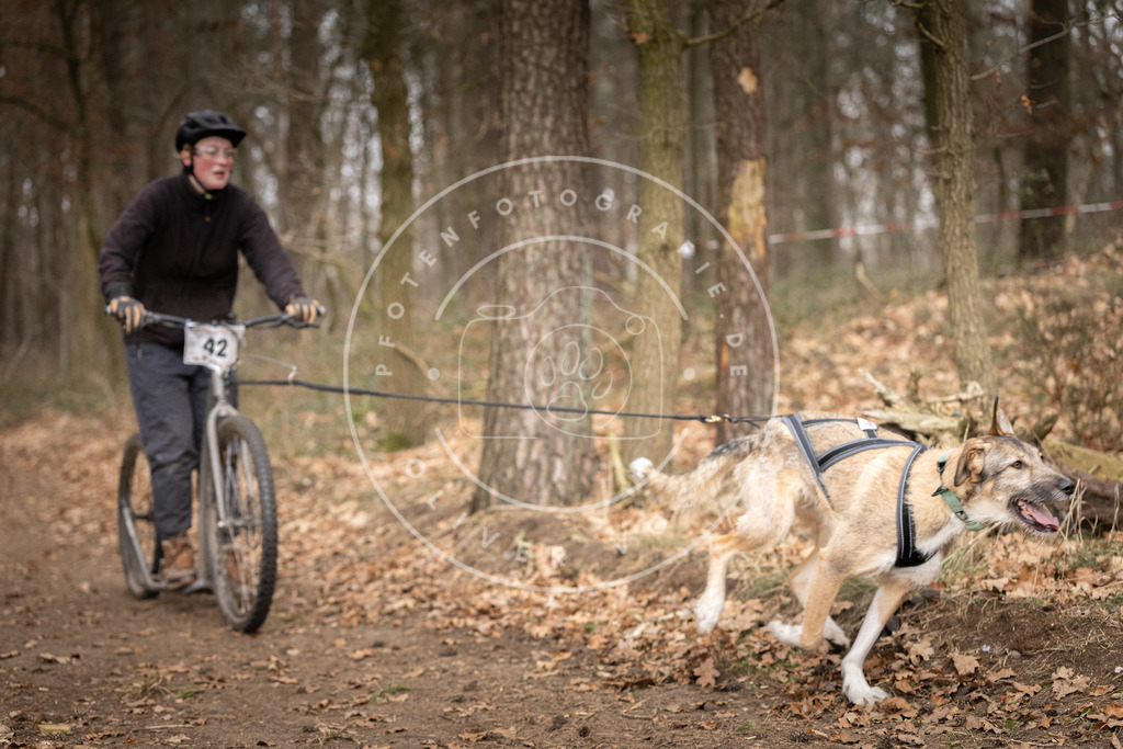 Pfotenfotografie_DV3A6974 | Hundefotografie, Tierfotograf, Pfotenfotografie, Fotoshooting Hund, Hunde Portrait, Hundesport, Hundeportraits, Heideshooting, Hunde, Sportfotograf, Hundefotograf, Turnierhundsport, THS,  - Realisiert mit Pictrs.com