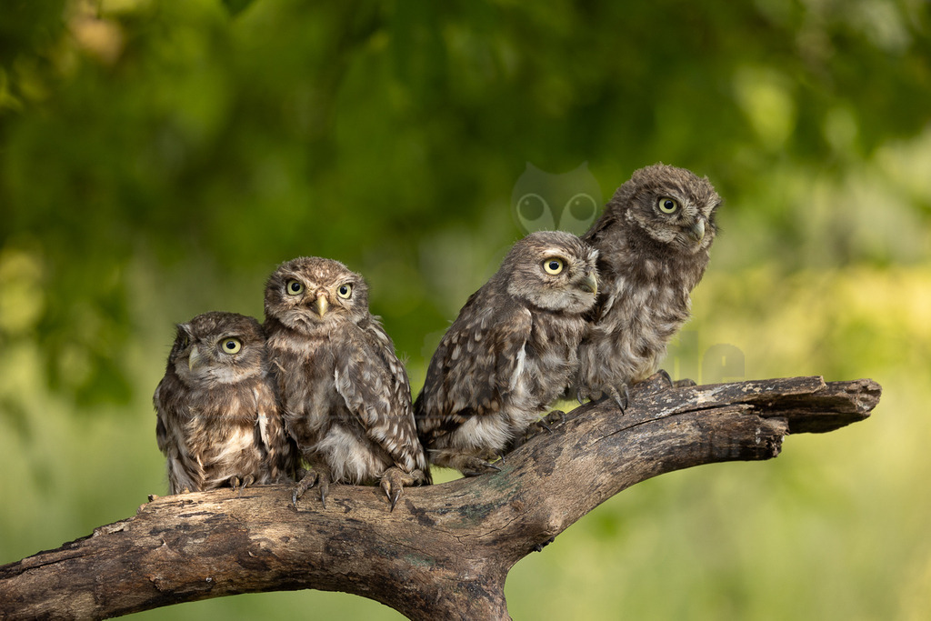 R5NF3870-20230607 | Der Steinkauz ist eine kleine, kurzschwänzige Eulenart aus der Familie der Eigentlichen Eulen. Das Verbreitungsgebiet des Steinkauzes erstreckt sich über Eurasien und Nordafrika. Er ist ein charakteristischer Bewohner der Baumsteppe mit spärlicher oder niedriger Vegetation und jagt bevorzugt auf dem Boden.  - Realisiert mit Pictrs.com