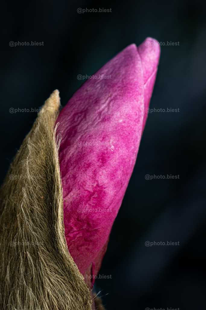 Lippenstift | Die Blüte einer rosafarbenen Magnolie bricht heraus. - Realisiert mit Pictrs.com