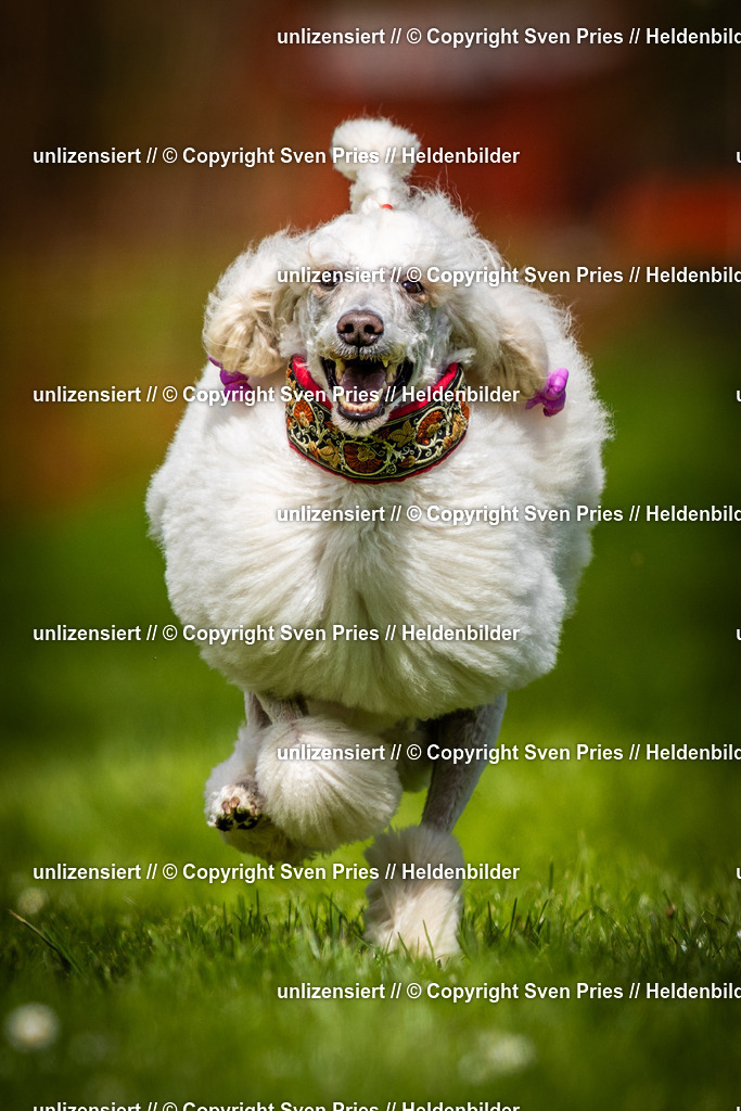 Sven Pries | 2025-04-13 - Hunderennen Baden-Baden - Realisiert mit Pictrs.com