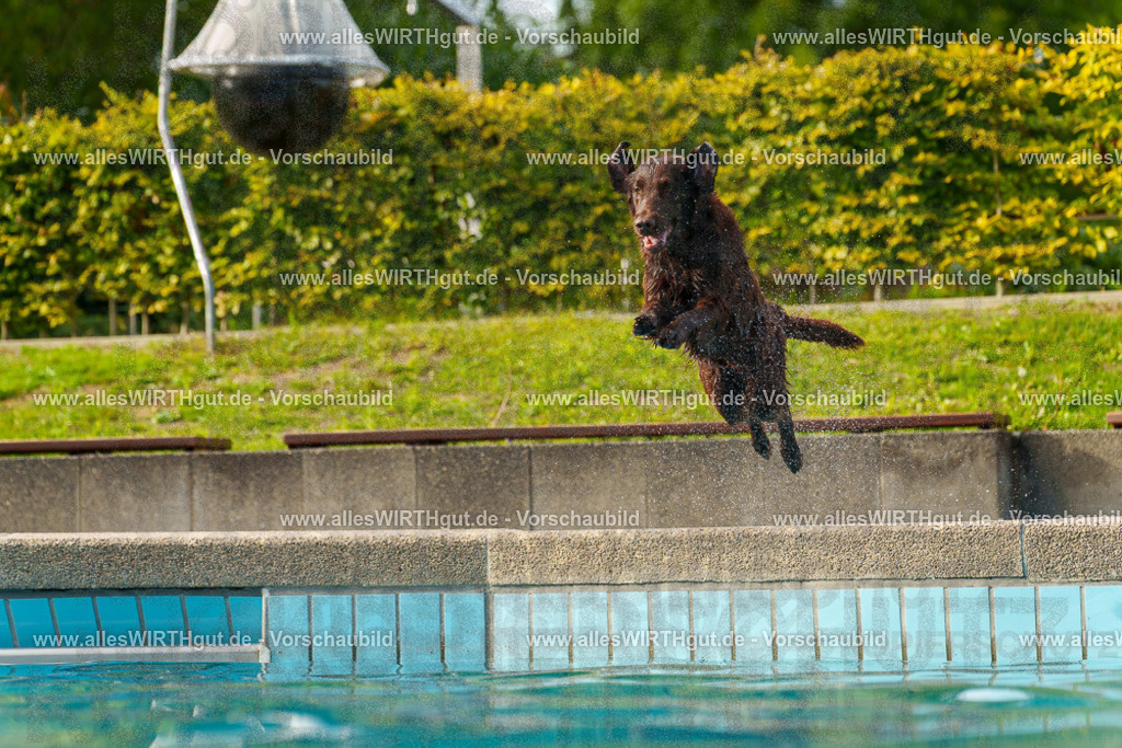 Hundeschwimmen_Grefrath_2026-allesWIRTHgut_Tierfotografie-15_22-7R509385 | Professionelle Tierfotografie in Mönchengladbach von Daniel Wirth (allesWIRTHgut). Liebevolle & natürliche Bilder von Hunden & Katzen für unvergessliche Erinnerungen.