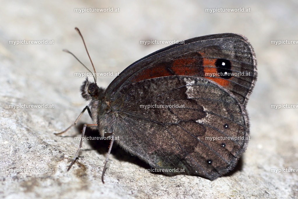Erebia styx-008 | Das Bilderarchiv über Tiere, Planzen und Landschaften. In der Bilddatenbank finden Sie ein große Auswahl an hochwertigen Bilder für Ihre Werbung - Realisiert mit Pictrs.com