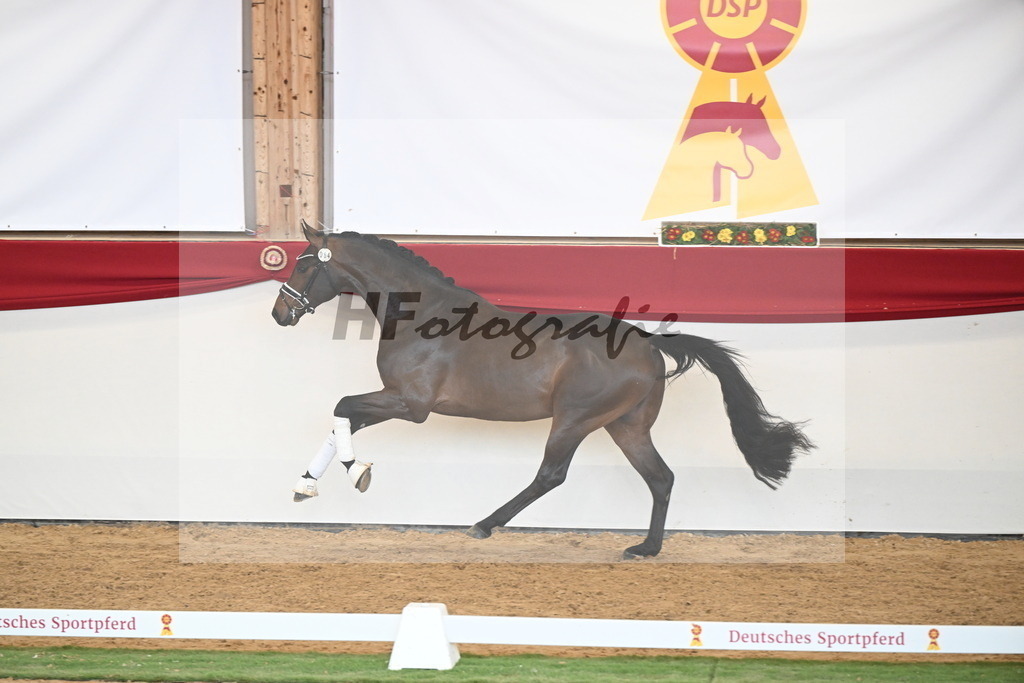 Kat.-Nr. 64 v. Fürst Zonik PS_Raedecke_2250560 | hf-fotografie - Realisiert mit Pictrs.com