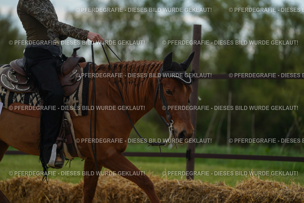 DSC02604 | Pferdegrafie