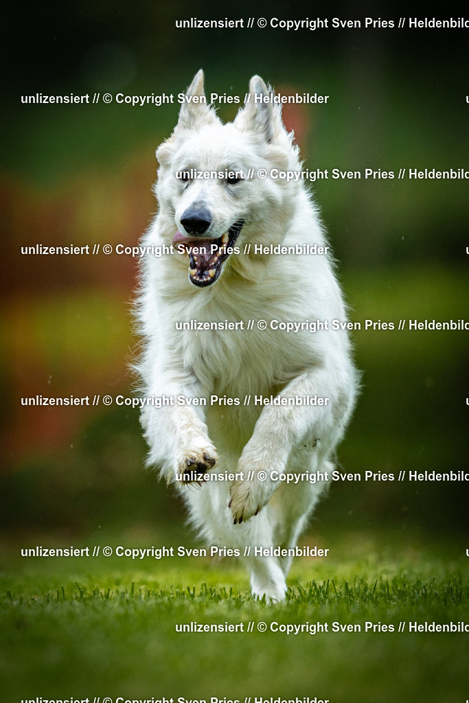 Sven Pries | 2025-09-21 - Hunderennen Baden-Oos - Realisiert mit Pictrs.com