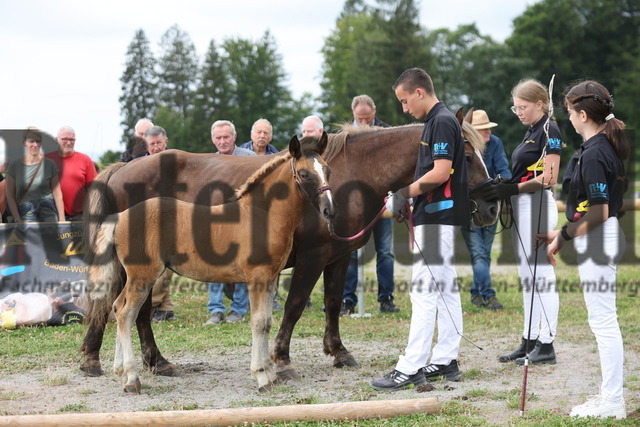 Fohlenprämierung_Sankt-Märgen_2024_KN_29_Flora (1) | Alle Fotos der Reiterjournal Fotografin Doris Matthaes im Reiterjournal Online-Fotoshop. - Realisiert mit Pictrs.com
