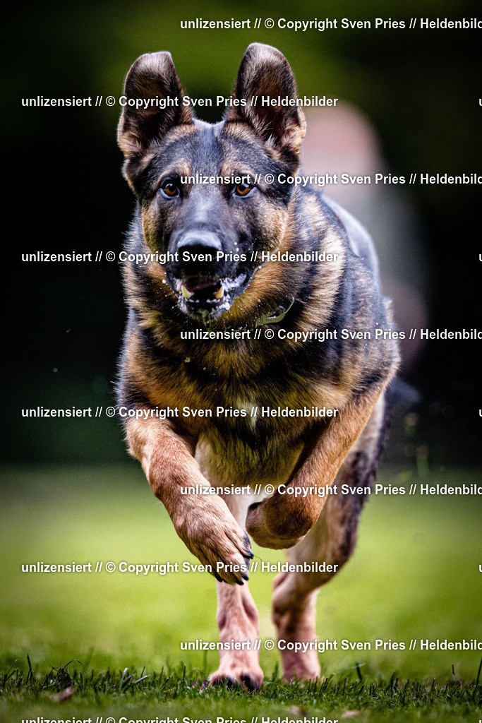 Sven Pries | 2025-10-03 - Hunderennen Obergrombach - Realisiert mit Pictrs.com