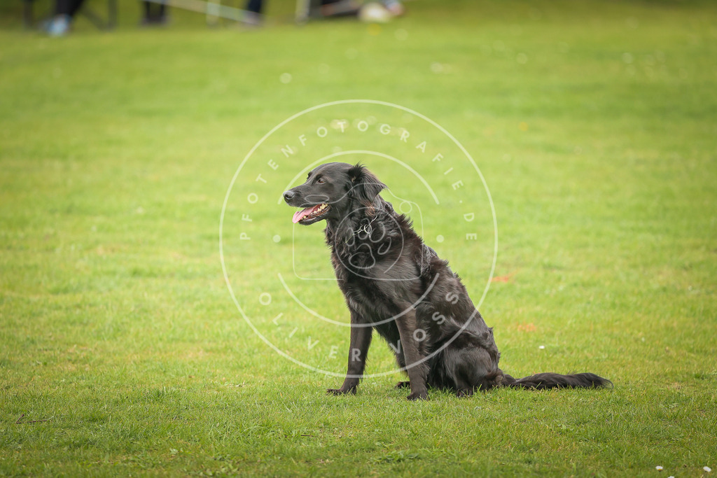 Pfotenfotografie_0L8A0003 | Hundefotografie, Tierfotograf, Pfotenfotografie, Fotoshooting Hund, Hunde Portrait, Hundesport, Hundeportraits, Heideshooting, Hunde, Sportfotograf, Hundefotograf, Turnierhundsport, THS,  - Realisiert mit Pictrs.com