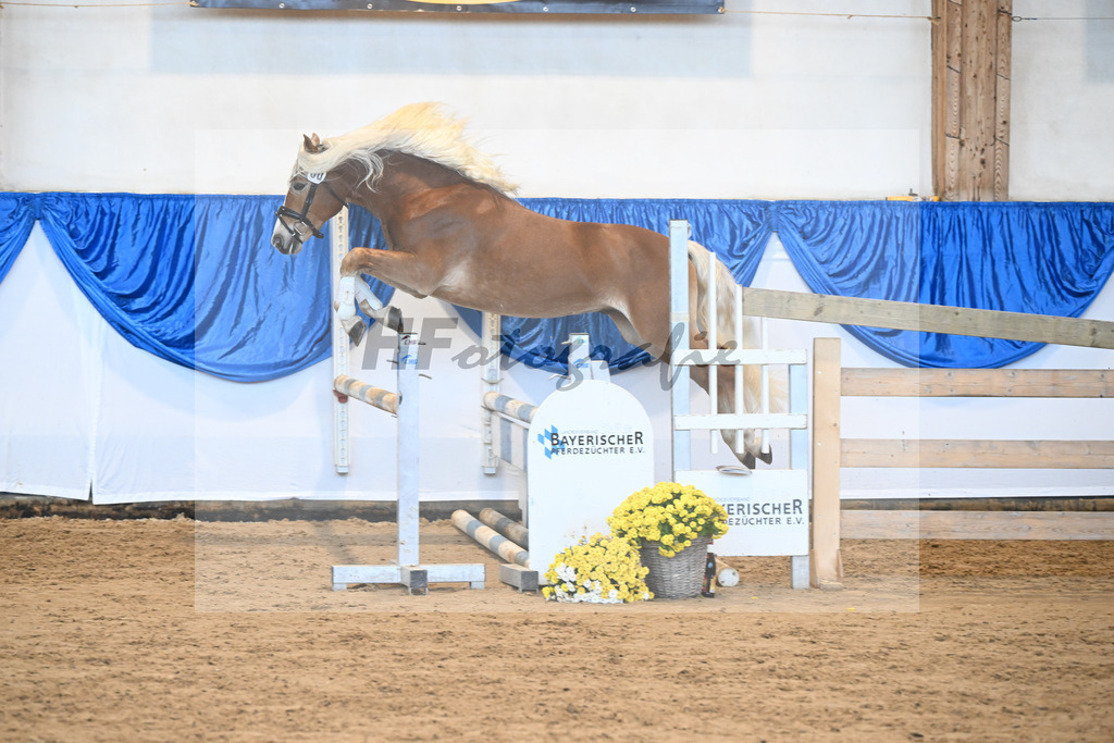 Kat-Nr. 30 Angeber SCH v. Andoro SCH_Schmid_48250608 | hf-fotografie - Realisiert mit Pictrs.com