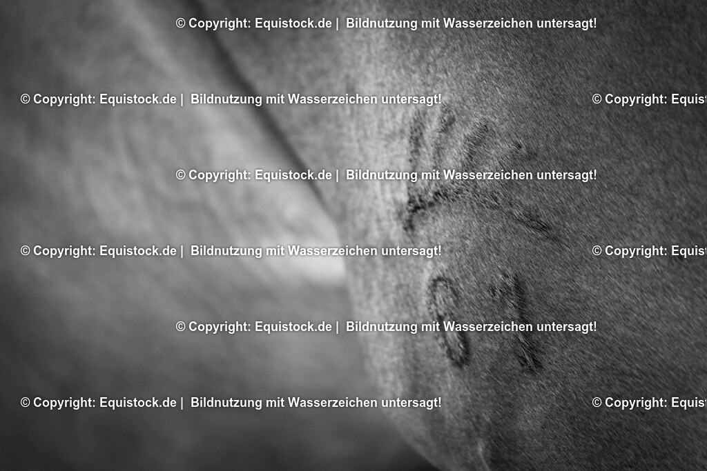 TS_20180615_Grand_Prix_IWEST_0001 | equistock