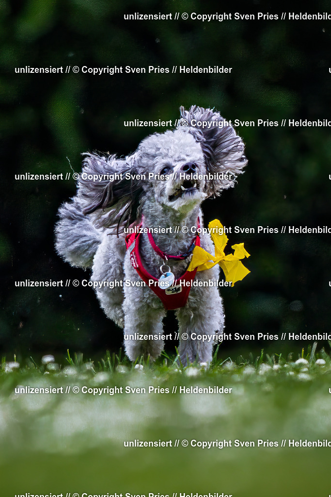 Sven Pries | 2025-05-29 - Pudelrennen KA-Durlach - Realisiert mit Pictrs.com