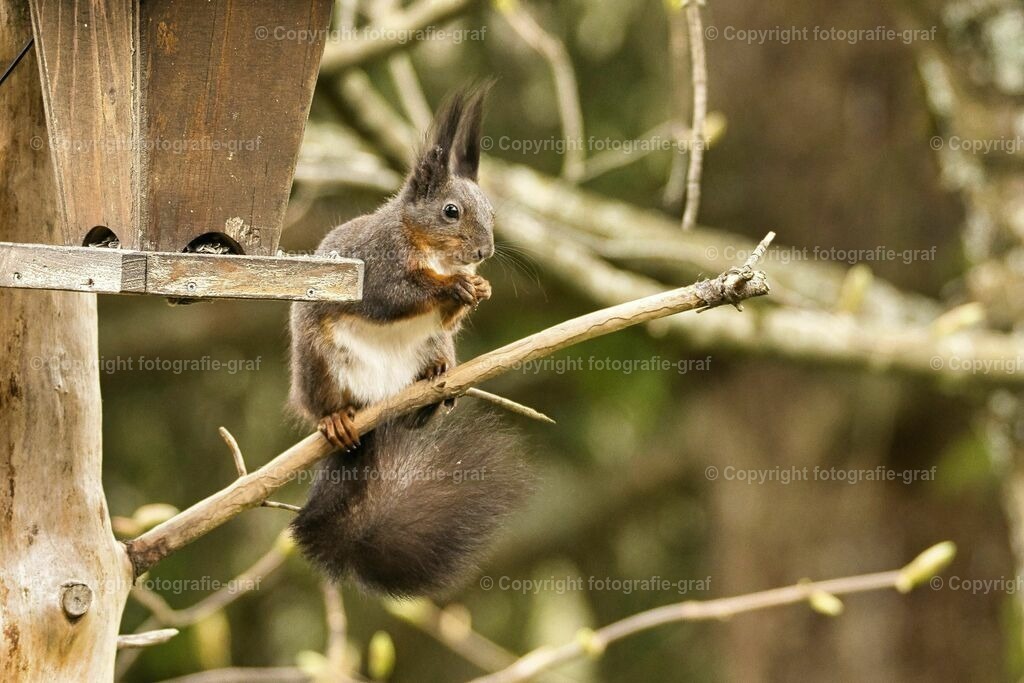 IMG_0522-LU | fotografie-graf - Realisiert mit Pictrs.com