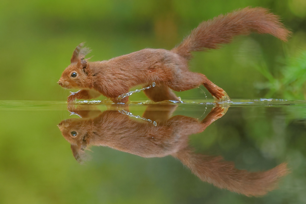 Wandbild - Eichhörnchen in Bewegung über dem Wasser | Das Bild zeigt ein agiles rotes Eichhörnchen (Sciurus vulgaris), das elegant über eine Wasseroberfläche läuft. Das Eichhörnchen ist in einer dynamischen Pose eingefangen, seine Pfoten berühren gerade das Wasser und erzeugen kleine, spritzende Wassertropfen. Die perfekte Spiegelung des Tieres im klaren Wasser verstärkt die lebendige und energiegeladene Szene. Der Hintergrund ist unscharf und zeigt ein sanftes Grün, das die natürliche Umgebung und die Beweglichkeit des Eichhörnchens betont.