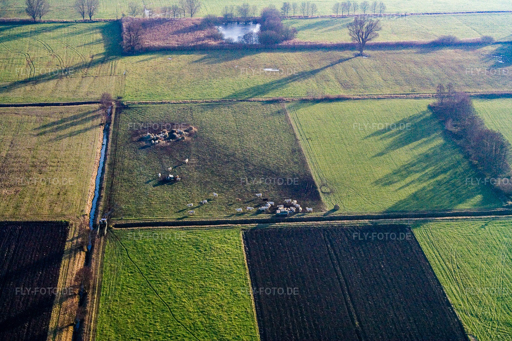 Luftbild: Kuhweide am Bruchbach im Ortsteil Schaidt in Wörth im Bundesland Rheinland-Pfalz in Deutschland. Foto: IMG_14820.jpg vom 30.11.2008 durch Werner Riehm/FLY-FOTO.de