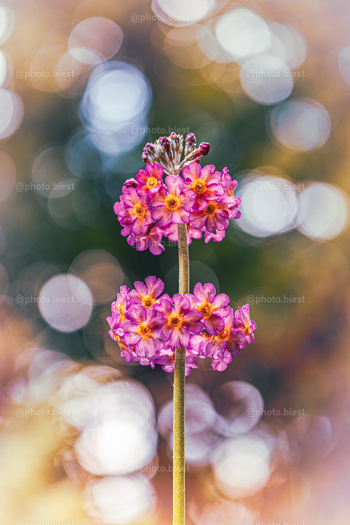 Etagenweise Bokehkreise | Eine wunderschöne Blume aus dem Botanischen Garten.  - Realisiert mit Pictrs.com