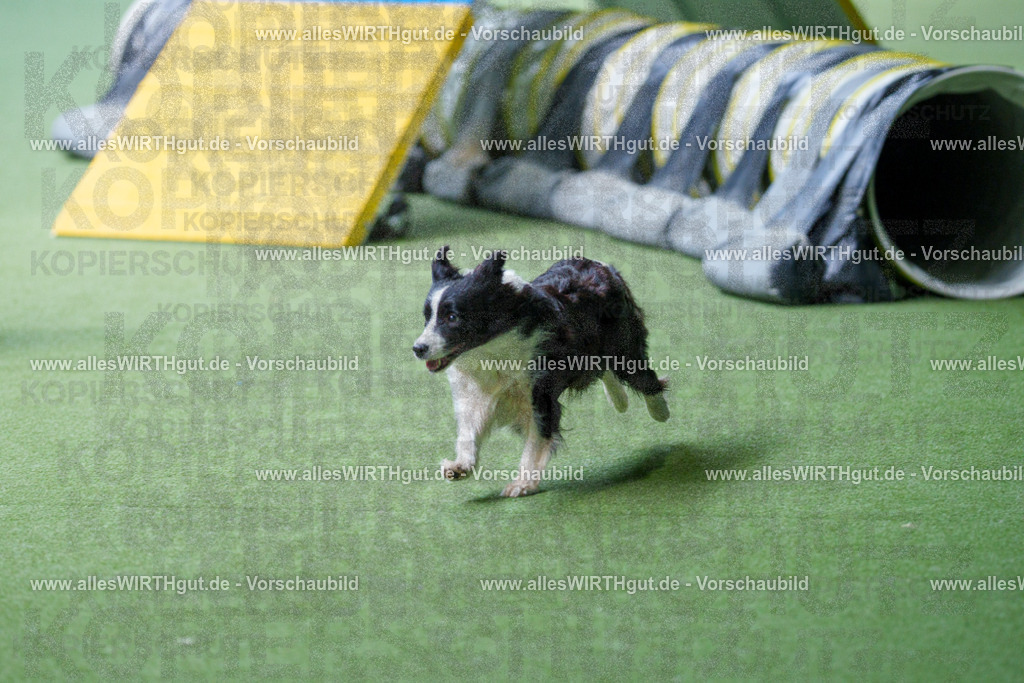 @allesWIRTHgut_Tierfotografie - www.allesWIRTHgut.de - 2604251252-7R502975 | Professionelle Tierfotografie in Mönchengladbach von Daniel Wirth (allesWIRTHgut). Liebevolle & natürliche Bilder von Hunden & Katzen für unvergessliche Erinnerungen.