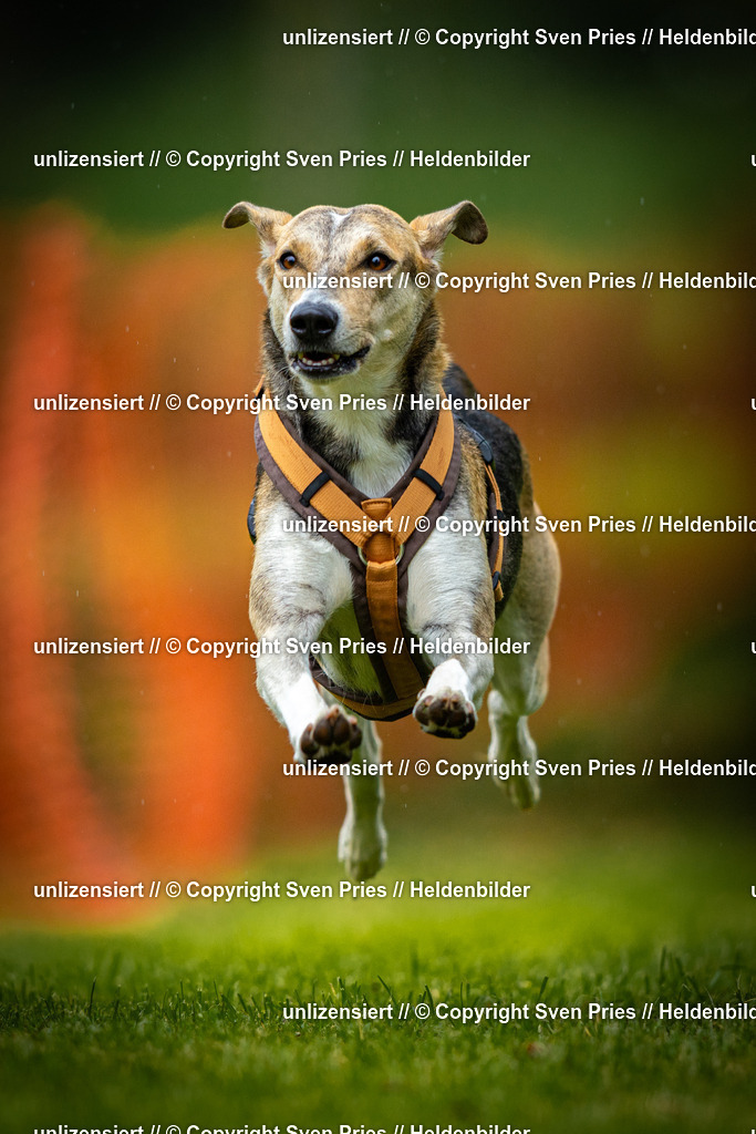 Sven Pries | 2025-09-21 - Hunderennen Baden-Oos - Realisiert mit Pictrs.com