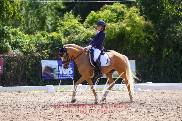 DKP42729 | Turniersportfotografie; Pferdefotografie; Dressurfotografie