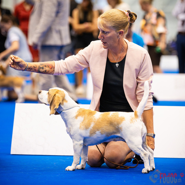 World Dog Show Donnerstag | World Dog Show 2023 Donnerstag im Palexpo in Genf 24.08.2023 Foto: Leo Wyden