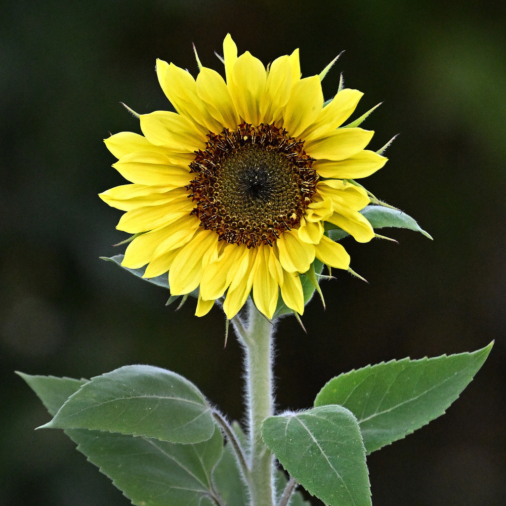 Sonnenblume01q-260807 | greenwatching-with-luci - Realisiert mit Pictrs.com